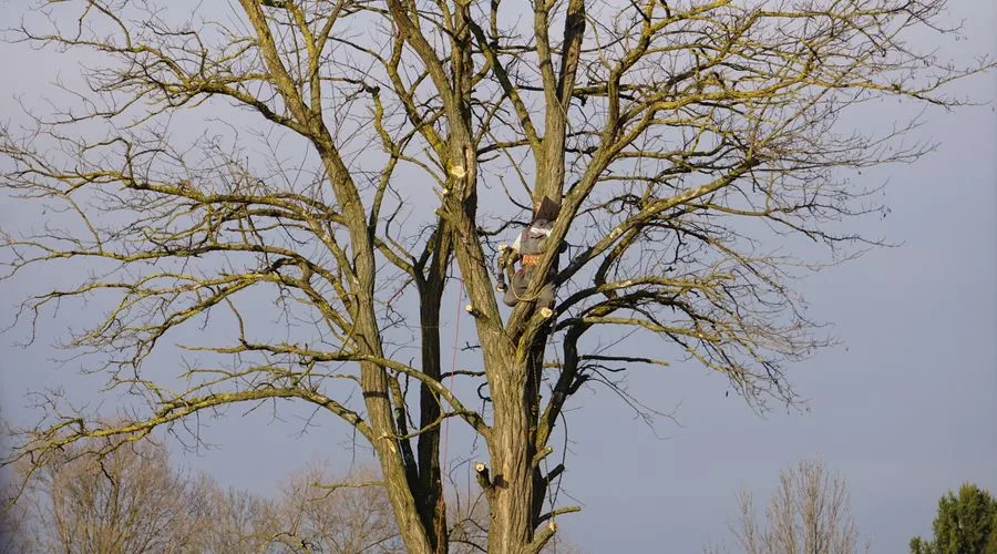 Faápoló képzés a MODELLO Intézetben — arborista famunka gyakorlati oktatáson